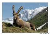 Vykort Ibex Capra i Vanoise