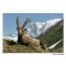 Vykort Ibex Capra i Vanoise