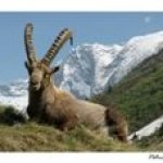 Vykort Ibex Capra i Vanoise