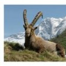 Vykort Ibex Capra i Vanoise